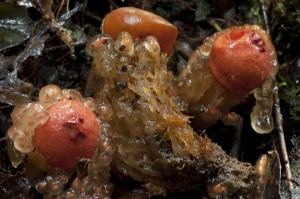 Calostoma cinnabarina