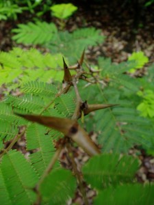 My (point-and-shoot) pics of ant acacias from Santa Rosa National Park in Costa Rica (2006)