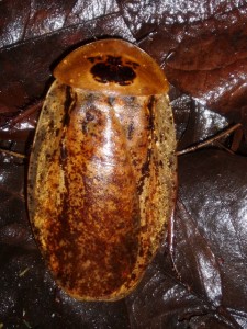 This is one good-looking cockroach, right?  Also from Santa Rosa National Park.