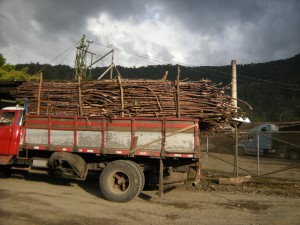 sugarcane truck