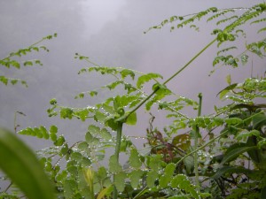 Parque Nacional Tapantí-Macizo la Muerte