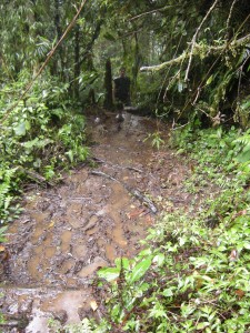 El Sendero Natural Arboles Caidos, Tapantí